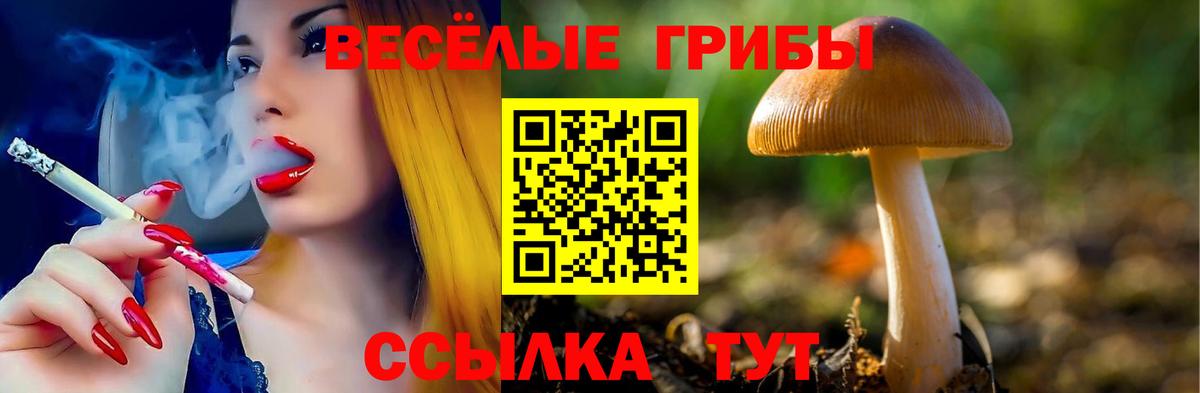 Галлюциногенные грибы Psilocybe  Волгодонск  Псилоцибиновые грибы MAGIC MUSHROOMS 